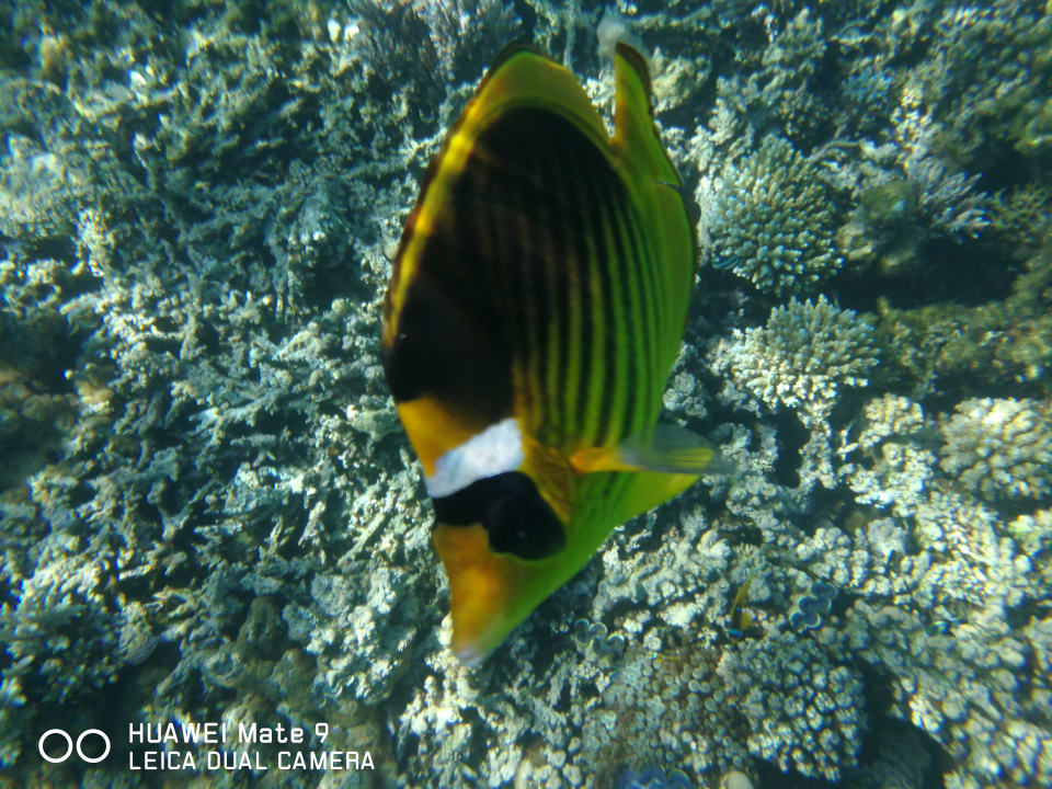 Sport & Freizeit Jaz Makadi Oasis Resort