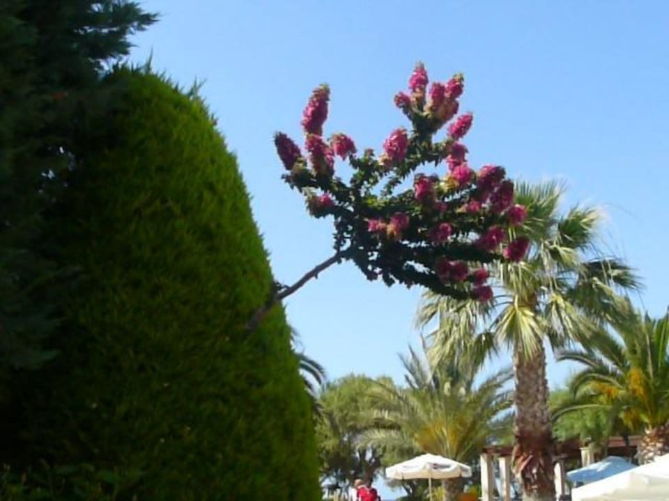 Ungewöhnlich gewachsen Phãea Cretan Malia