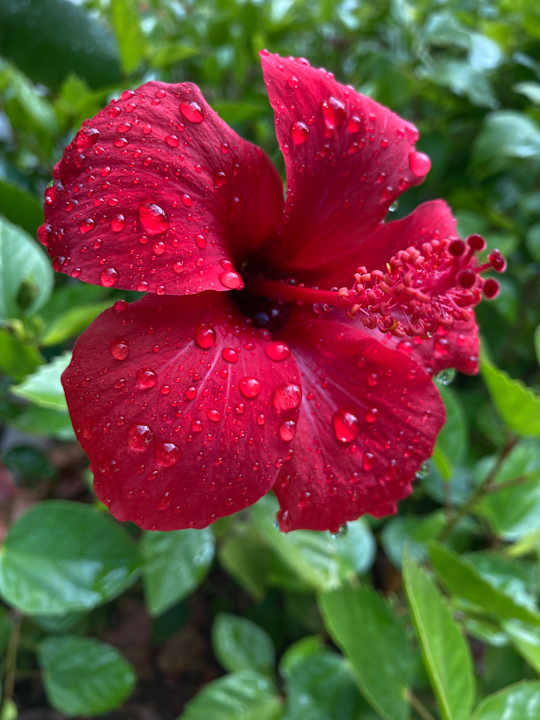 Gartenanlage Rixos Premium Tekirova