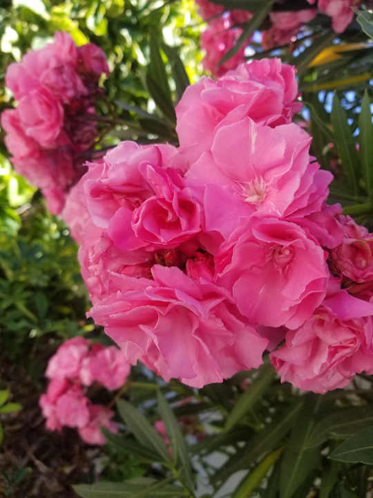 Gartenanlage Fuerteventura Princess
