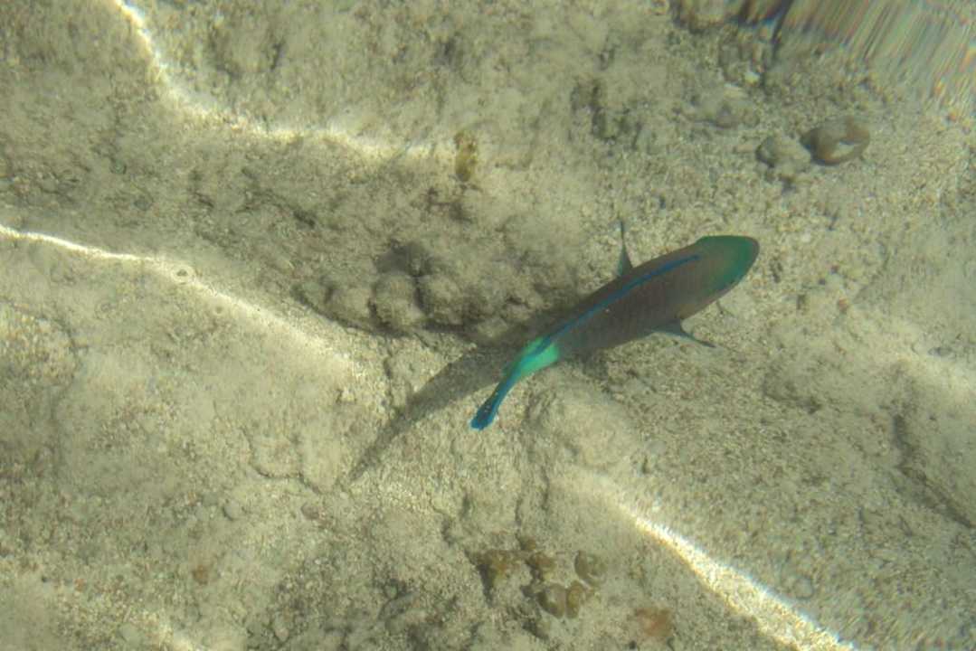 Rybka Hotel El Faraana Reef Resort