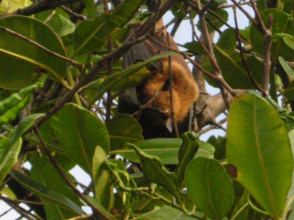 Flughunde Komandoo Island Resort & Spa - Adults only