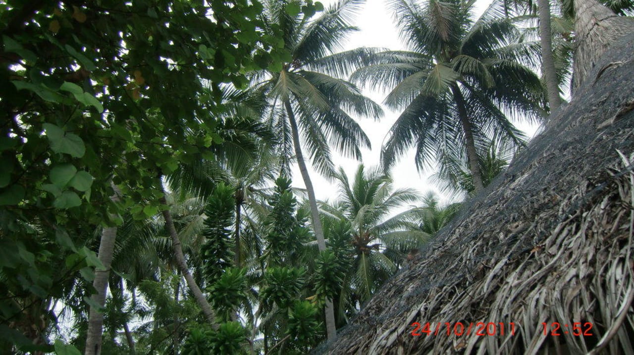Palmen über dem Bungi Sun Siyam Vilu Reef