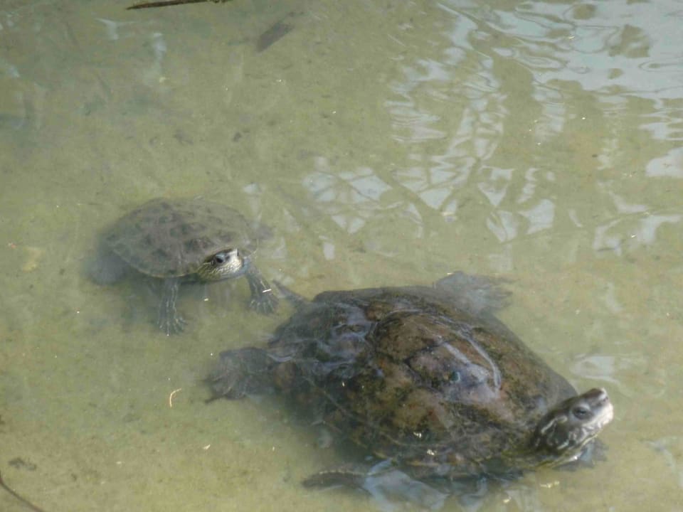 Schildkröten im Gewässer am Strand Simantro Resort