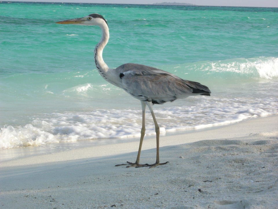 Reiher Summer Island Maldives