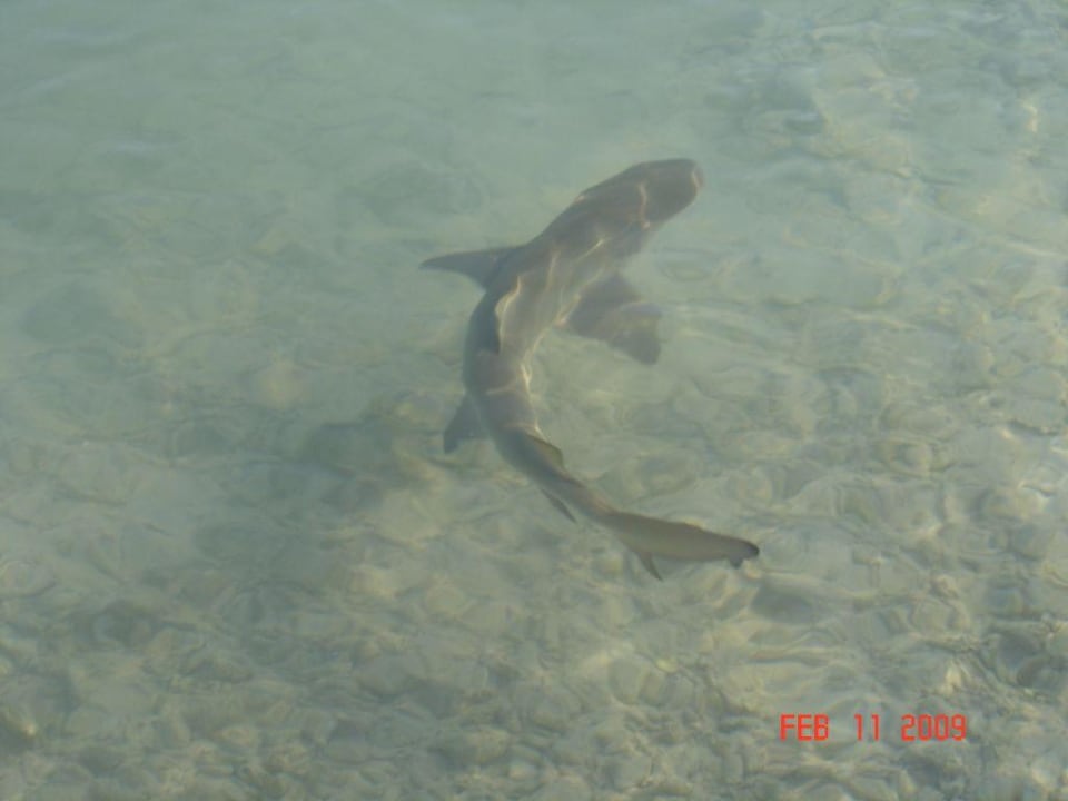 Hai  Kuredu Island Resort & Spa