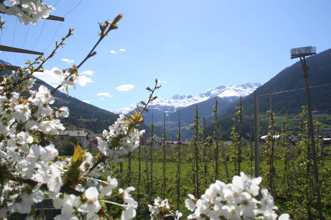 Kirschblüte & Stilfserjoch Gasthof Stern