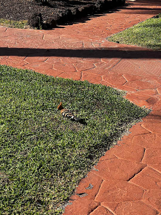 Gartenanlage allsun Hotel Esplendido