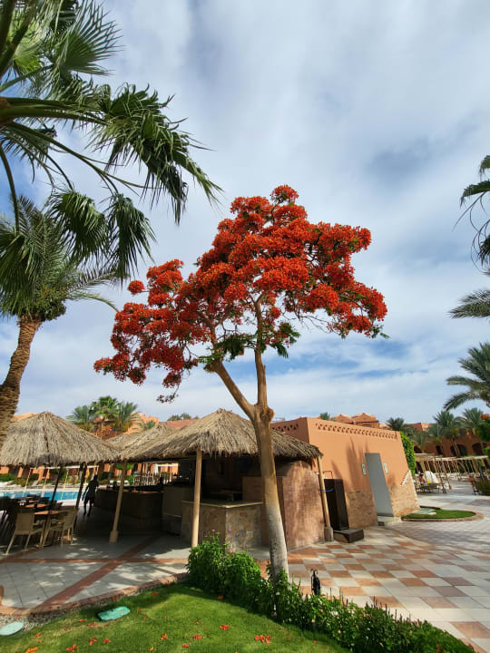 Gastro Jaz Makadi Oasis Resort