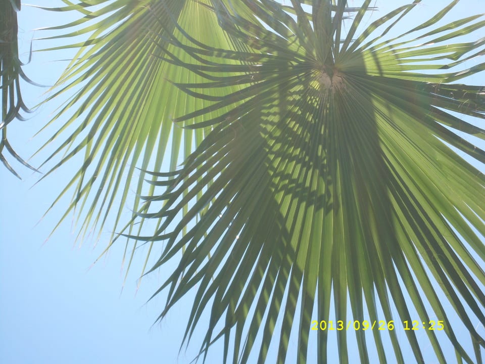 Unter der Palme gelegen DoubleTree by Hilton Antalya-Kemer