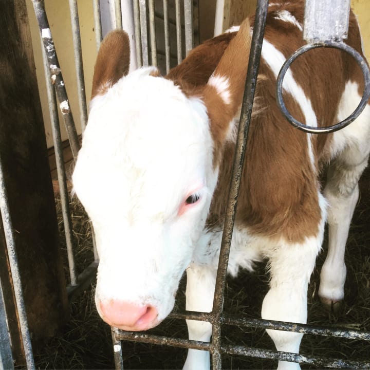 Sebi das Kälbchen Ferienwohnungen Stöcklhof