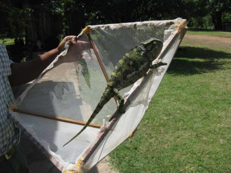 Chamäleon Royal Mara Safari Lodge