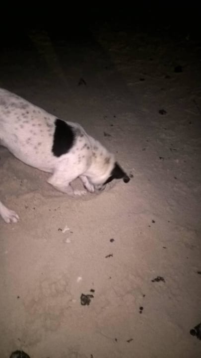 Tiere in der Anlage Le Peninsula Bay Beach Resort & Spa