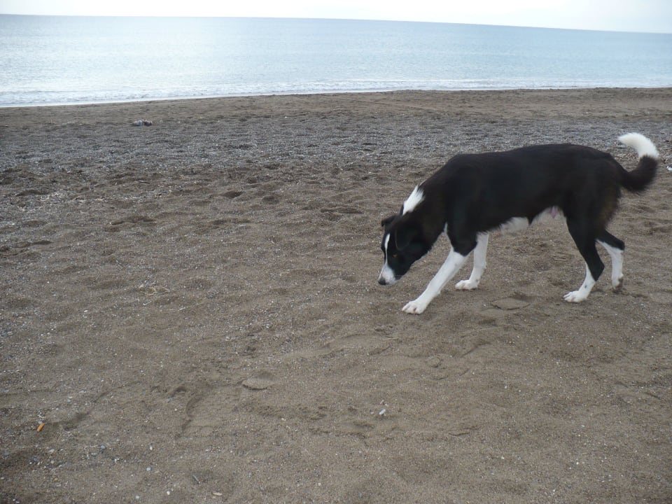 Hund im Urlaub Hotel Delphin Imperial