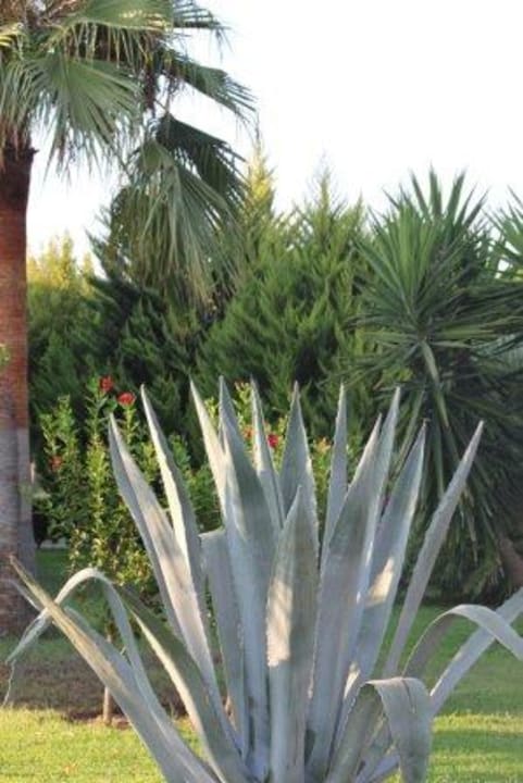 Hotel Iberotel Palm Garden TUI BLUE Palm Garden