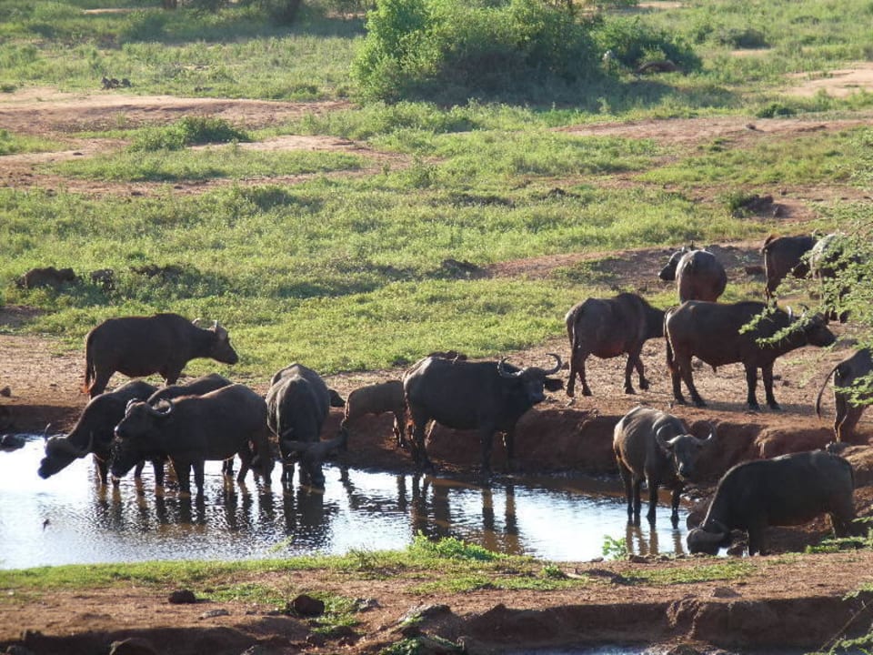 Büffel am Wasserloch  Kilaguni Serena Safari Lodge