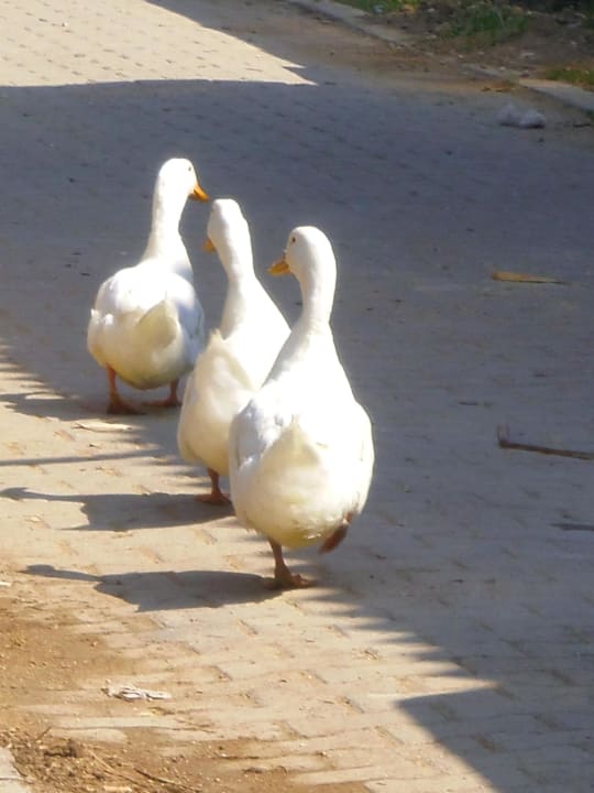 Enten im "Gänsemarsch" Richtung Bach Crystal Paraiso Aqua Collection