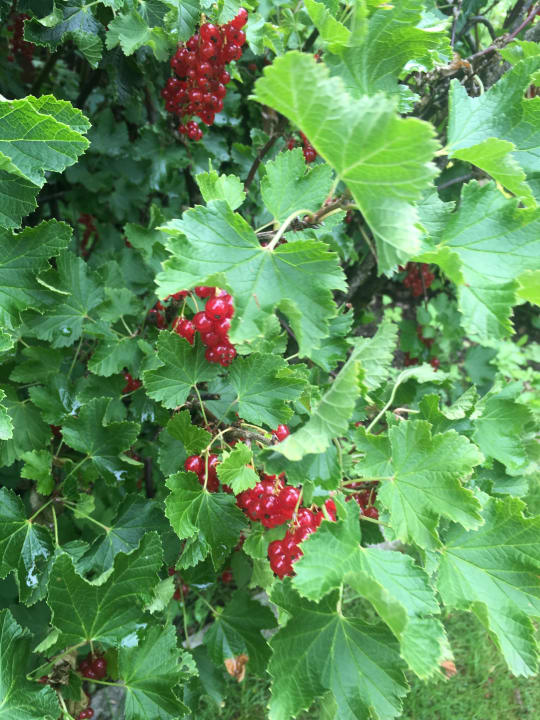 Frische Beeren Hotel Lindenhof Warnsdorf