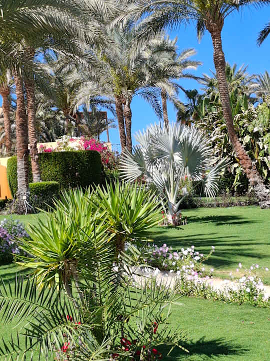 Gartenanlage Steigenberger Coraya Beach - Adults only