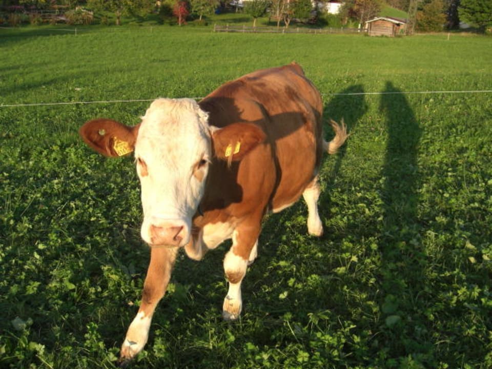 Kuh Gästehaus Bergstüberl
