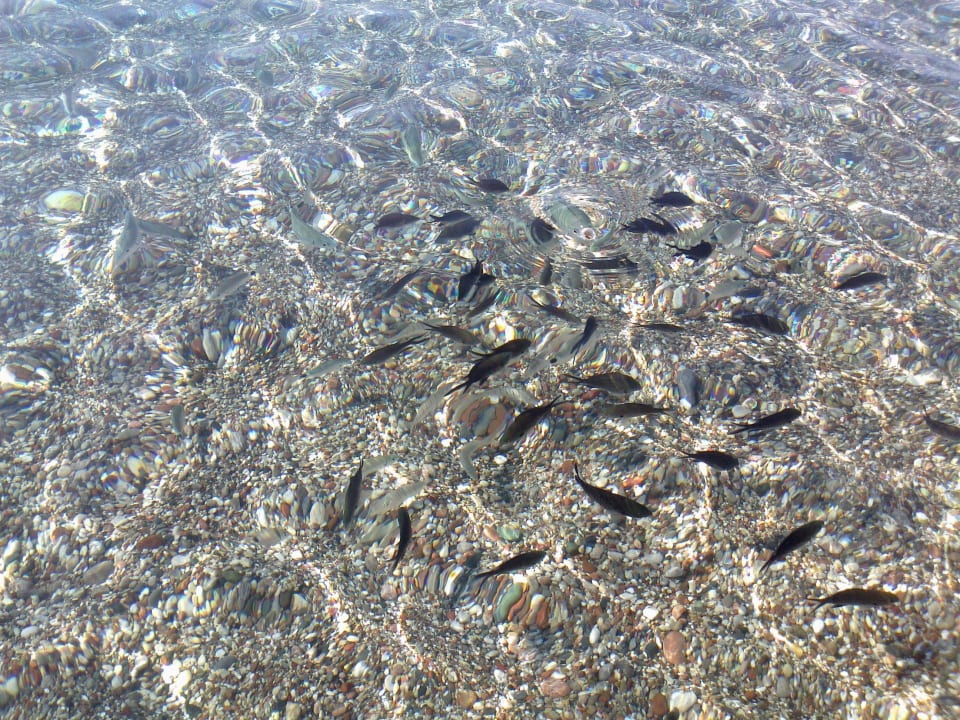 Fische wollen gefüttert werden Mitsis Rodos Village