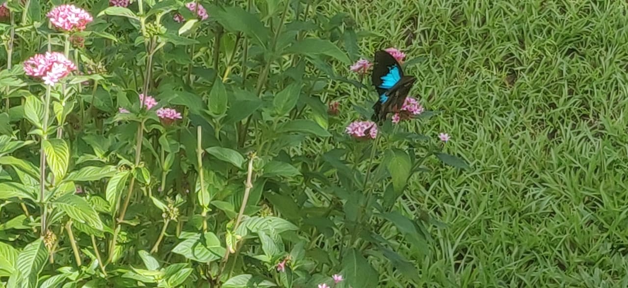 Gartenanlage Wompoo Eco Retreat