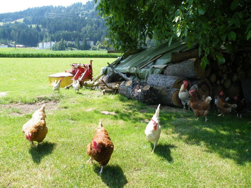 Die Hühner Gästehaus Weber