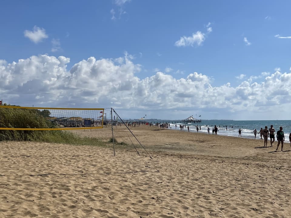 Strand Seashell Vega