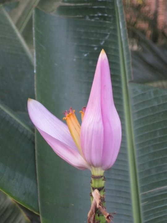 Blüter einer Bananenstaude Hotel The Cottage