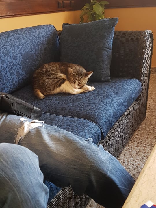 Liebe Katze in der Lobby Giftun Azur Resort
