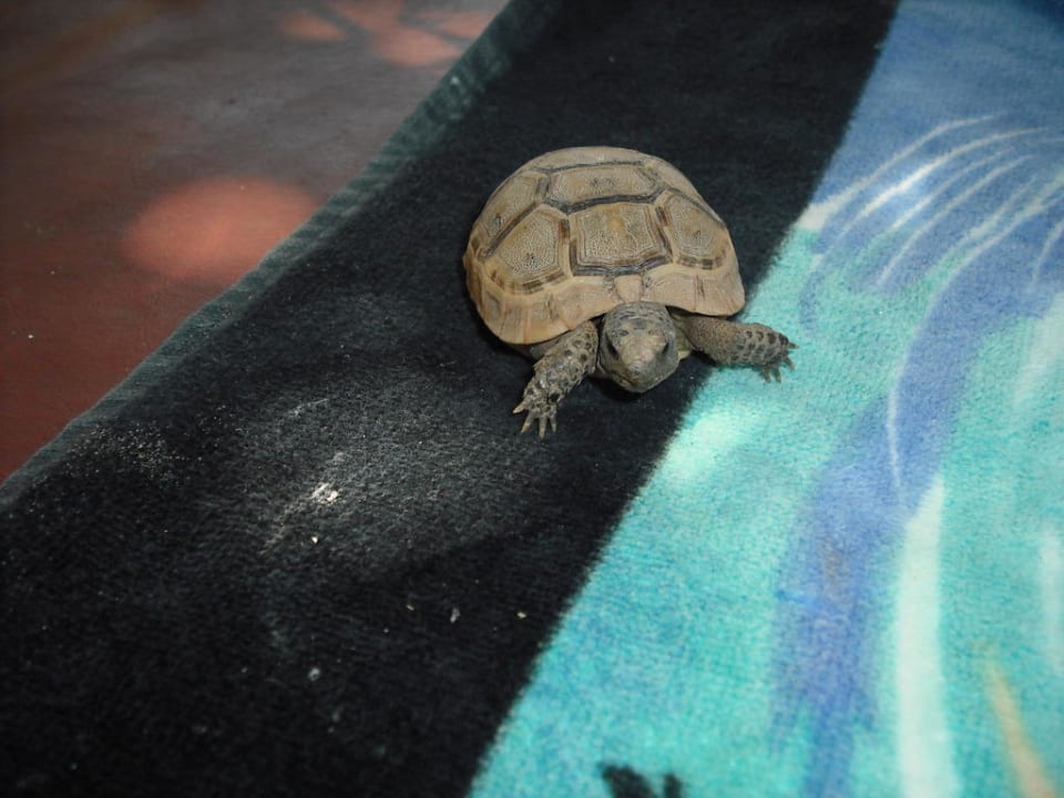 Baby Schildkröte Clover Magic Nova Beach