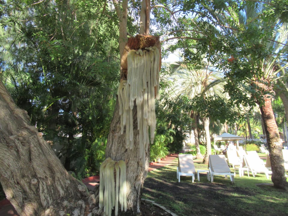 Gartenanlage Bull Costa Canaria & Spa - Adults only