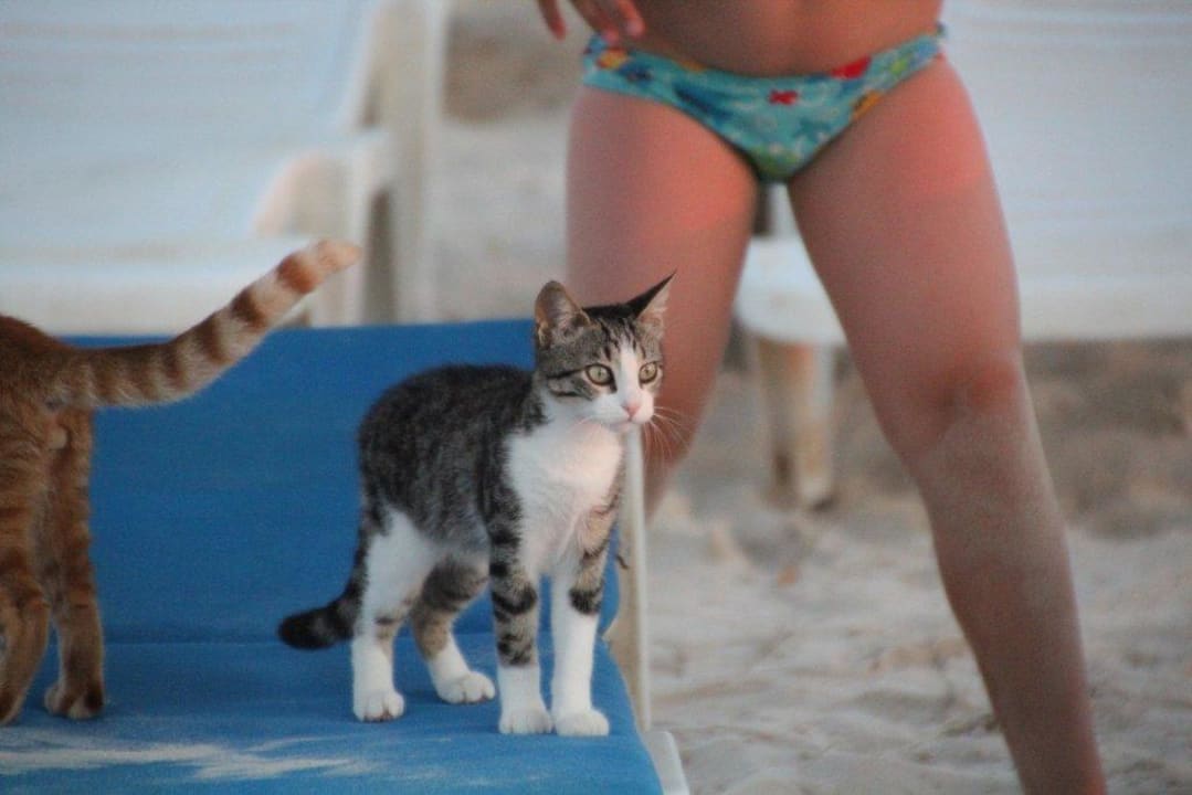 Katzen am Strand Calimera One Resort Jockey