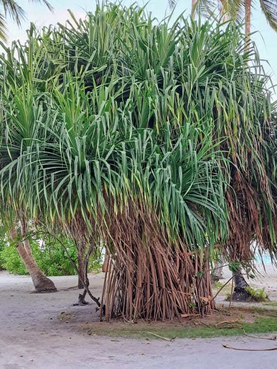 Gartenanlage Meeru Maldives Resort Island