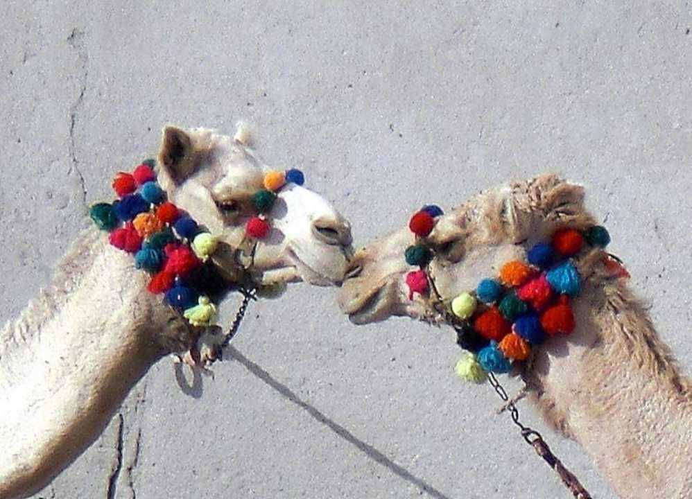 Was machen Kamele in der Pause? Pickalbatros Alf Leila Wa Leila Resort - Neverland Hurghada