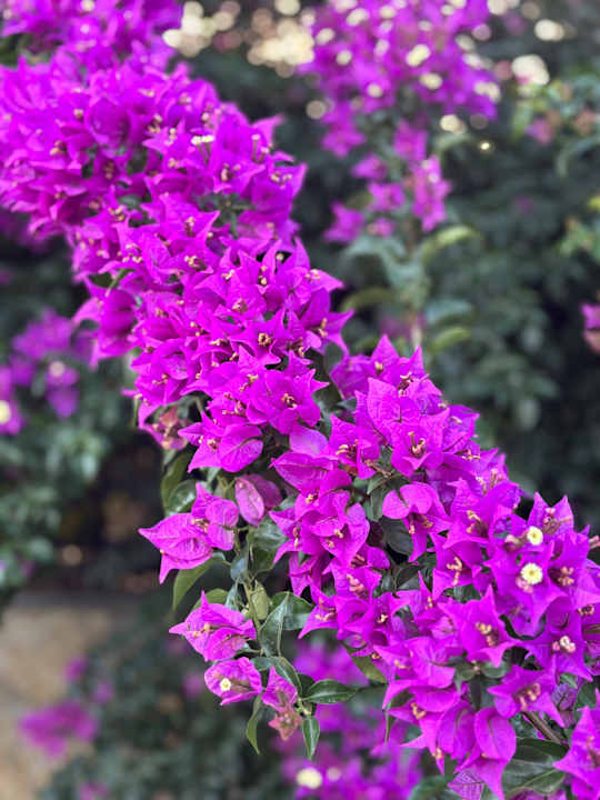 Gartenanlage Sunis Kumköy Beach Resort Hotel & Spa