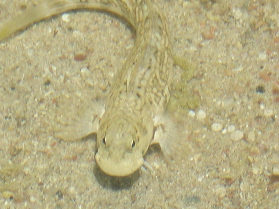 Plaża Regency Plaza Aqua Park & Spa