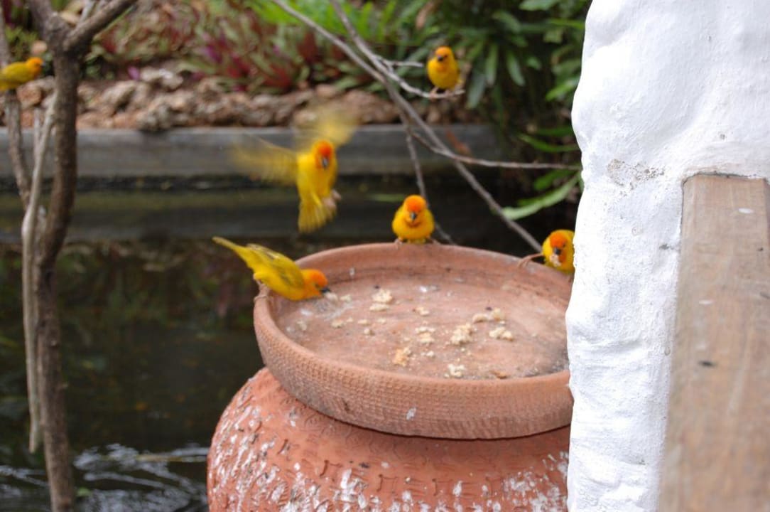 Webervögel beim Frühstück Hotel Pinewood Beach Resort & Spa