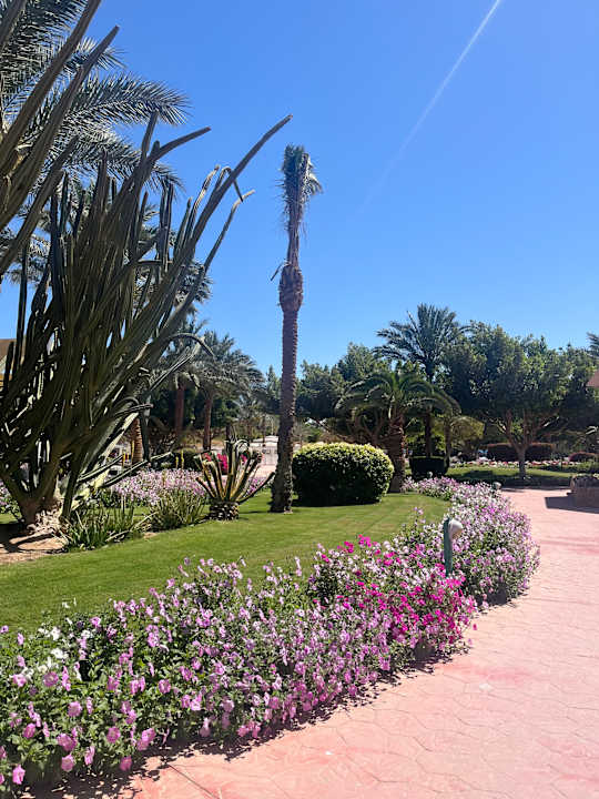 Gartenanlage Desert Rose