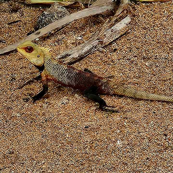 Strand Hotel Riu Sri Lanka