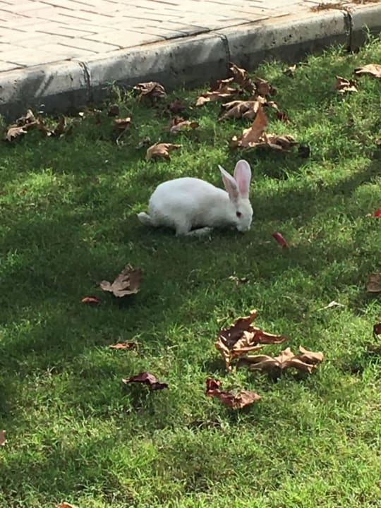 Kaninchen Seaden Sea World Resort & Spa