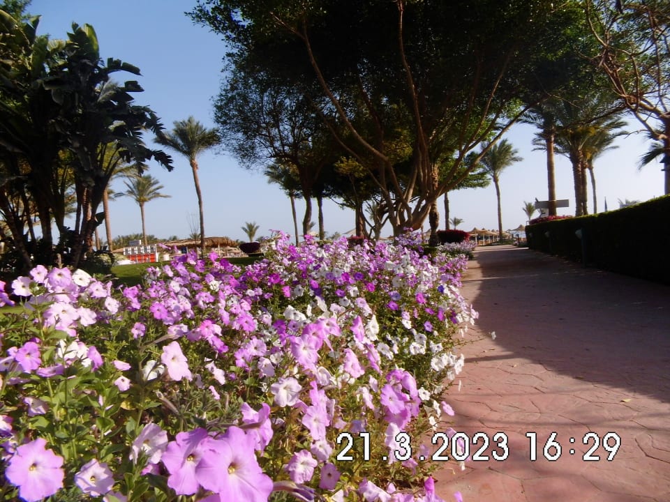 Gartenanlage Desert Rose