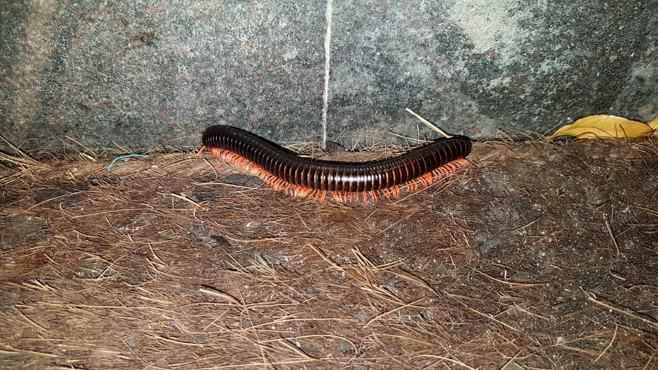 Gartenanlage Hotel Southern Palms Beach Resort