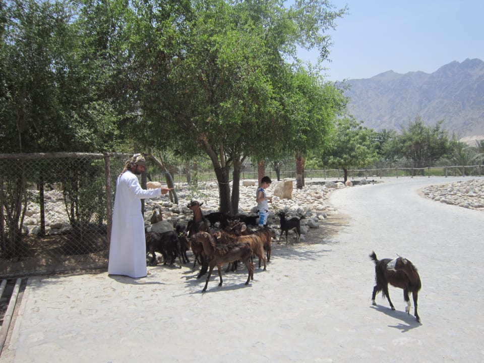 Gartenanlage Six Senses Spa At Zighy Bay