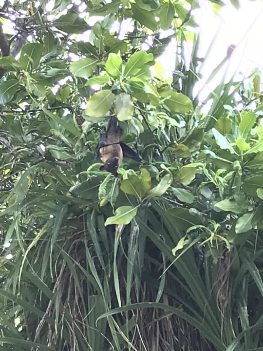 Gartenanlage Adaaran Select Meedhupparu Island Resort - Premium All Inclusive