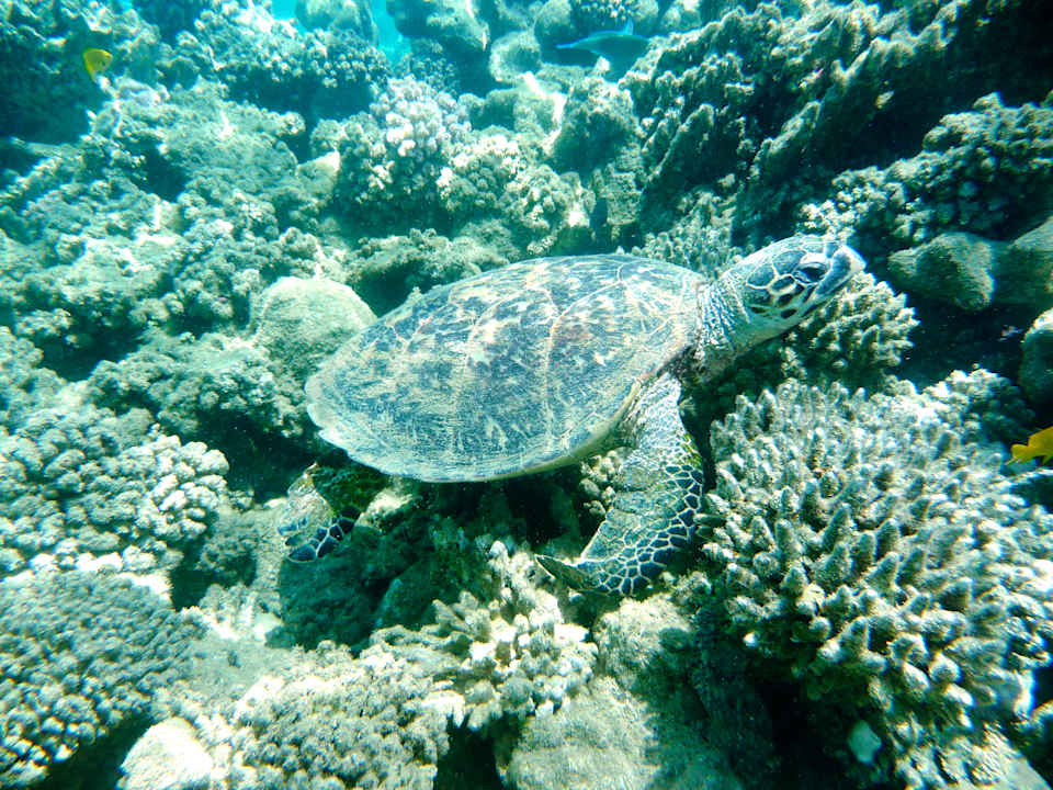 Strand Shams Alam Beach Resort