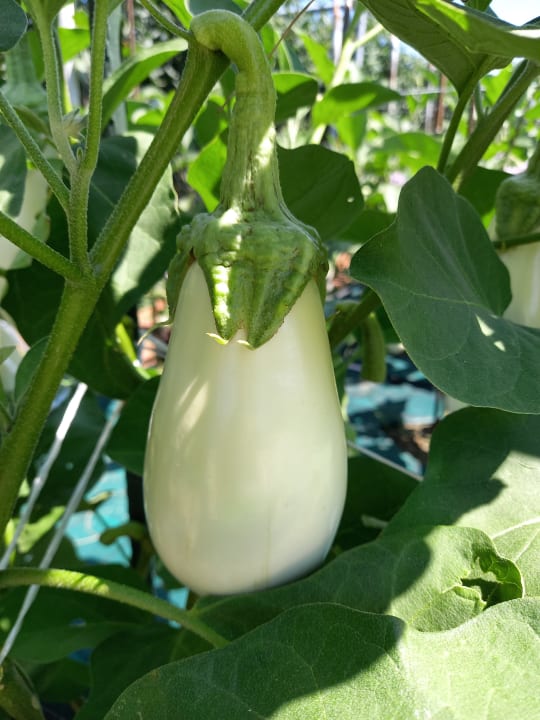 Gartenanlage Alexandra Beach Thassos Spa Resort