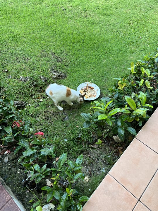 Gastro Bahia Principe Grand El Portillo