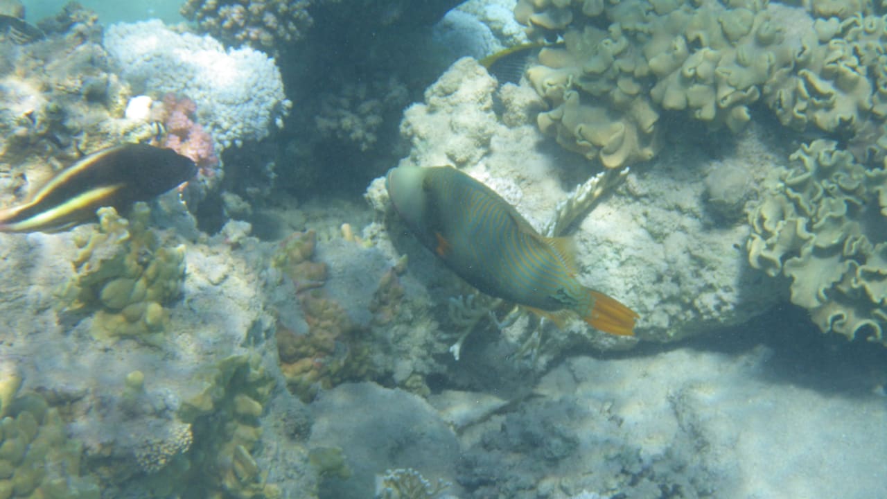 Sport & Freizeit Jaz Solaya