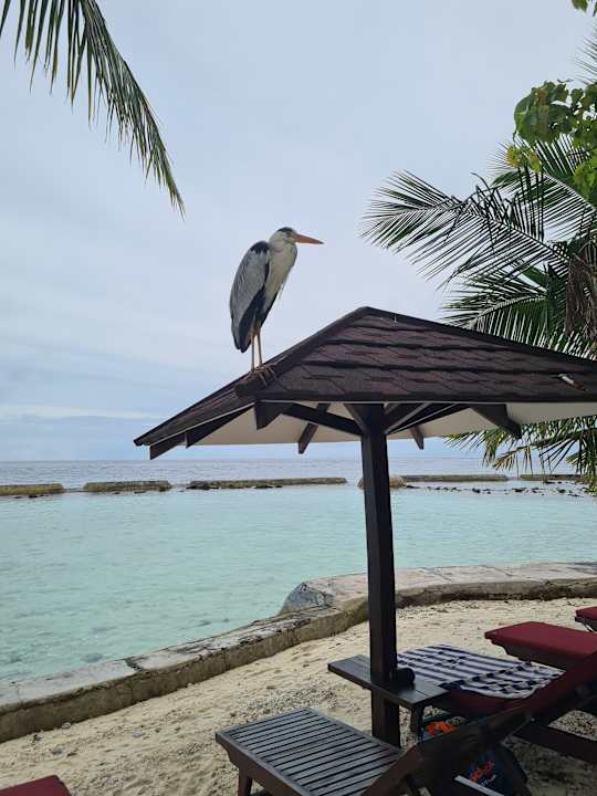Strand Ellaidhoo Maldives by Cinnamon